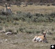 Pregnant Antelope. Photo by Clint Gilchrist, Pinedale Online.