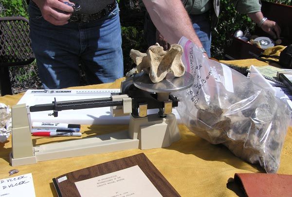 Weighing bison bone. Photo by Dawn Ballou, Pinedale Online.