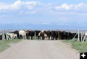 Cattle Guard. Photo by Dawn Ballou, Pinedale Online.