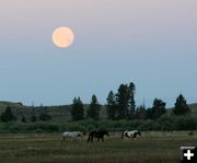 Full Moon. Photo by Terry Pollard.