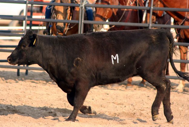 Branded Heifer. Photo by Clint Gilchrist, Pinedale Online.