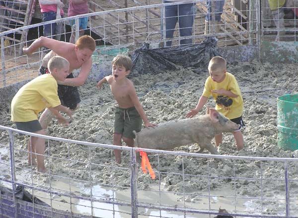 Pig Cousins. Photo by Dawn Ballou, Pinedale Online.