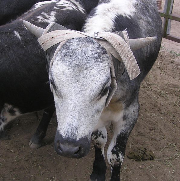 Roping Steer. Photo by Dawn Ballou, Pinedale Online.