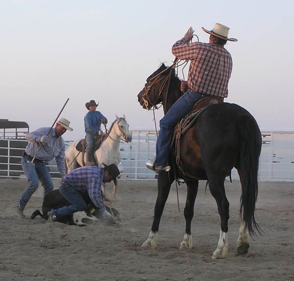 Gettin er done. Photo by Dawn Ballou, Pinedale Online.