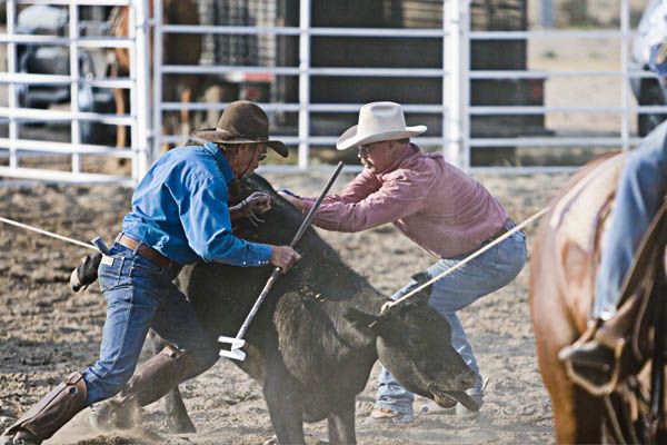 Bringing the heifer down. Photo by Tara Bolgiano, Blushing Crow Photography.