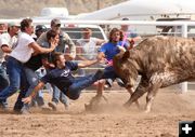 Bull Scramble. Photo by Clint Gilchrist, Pinedale Online.