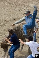 Bull Scramble. Photo by Tara Bolgiano, Blushing Crow Photography.