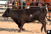 Branded Heifer. Photo by Clint Gilchrist, Pinedale Online.