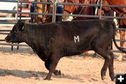 Branded Heifer. Photo by Clint Gilchrist, Pinedale Online.