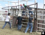 Helping in the chutes. Photo by Dawn Ballou, Pinedale Online.