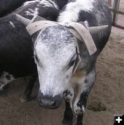 Roping Steer. Photo by Dawn Ballou, Pinedale Online.