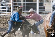 Bringing the heifer down. Photo by Tara Bolgiano, Blushing Crow Photography.