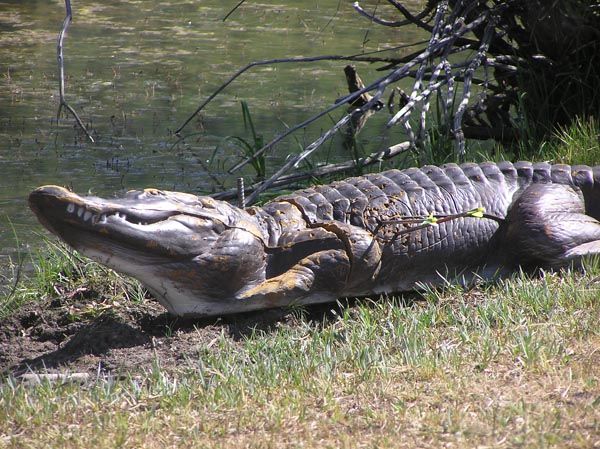 Alligator target by pond. Photo by Dawn Ballou, Pinedale Online.