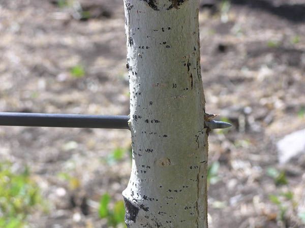 Nailed the tree perfectly. Photo by Dawn Ballou, Pinedale Online.