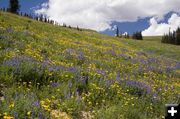 Wyoming Range Flowers. Photo by Dave Bell.