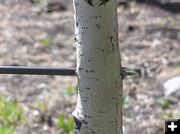 Nailed the tree perfectly. Photo by Dawn Ballou, Pinedale Online.