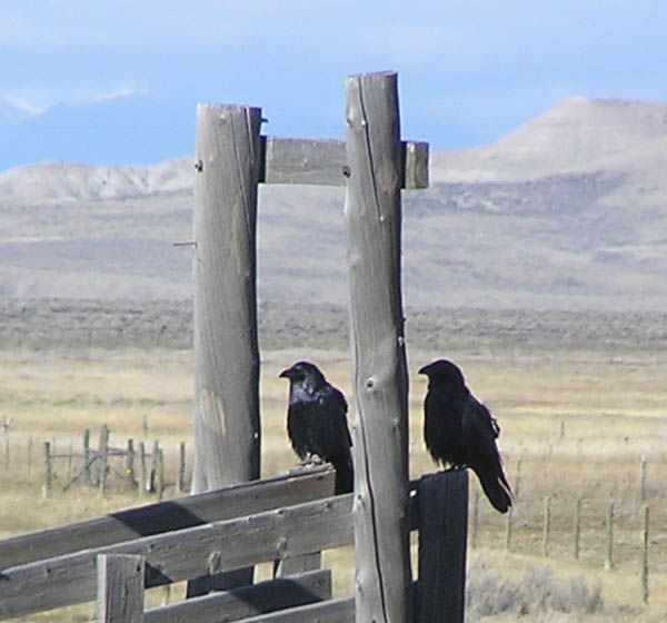 Ravens. Photo by BigPiney.com.