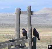 Ravens. Photo by BigPiney.com.