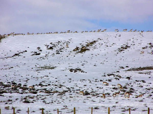 Antelope on ridgetop. Photo by Dawn Ballou, Pinedale Online.