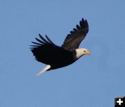 Bald Eagle. Photo by Pam McCulloch.