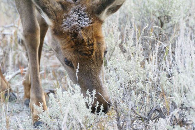 Elk Calf. Photo by Cat Urbigkit.