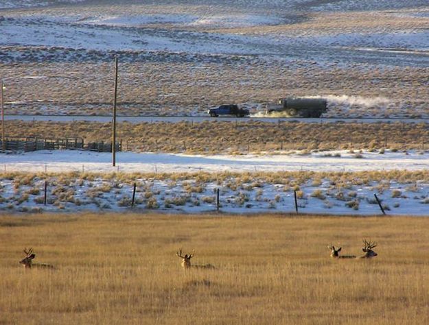 4 Mule Deer Bucks. Photo by Dawn Ballou, BigPiney.com.