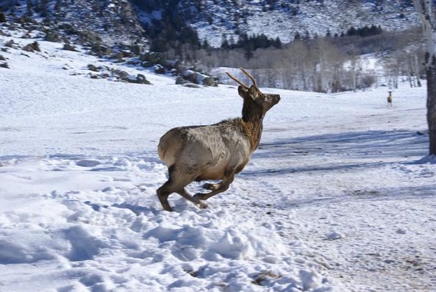 Released. Photo by Cat Urbigkit, Pinedale Online.