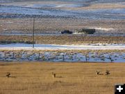 4 Mule Deer Bucks. Photo by Dawn Ballou, BigPiney.com.