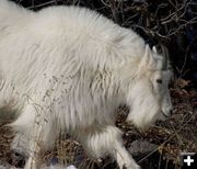 Mountain Goat. Photo by Dave Bell.