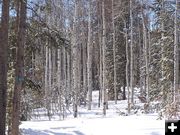 Aspens in Snow. Photo by Scott Almdale.