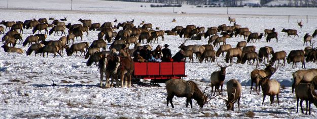 Elk Herd. Photo by Pam McCulloch, Pinedale Online.