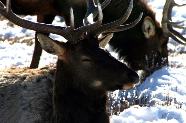 Catching a Nap. Photo by Pam McCulloch, Pinedale Online.