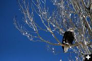 Bald Eagle. Photo by Pam McCulloch, Pinedale Online.