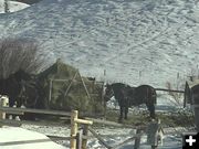 Horses eating hay from wagon. Photo by Bondurant webcam.