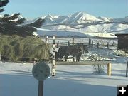 Horses hitched up to hay wagon. Photo by Bondurant Webcam.