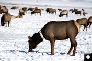 Collared Elk. Photo by Pam McCulloch, Pinedale Online.