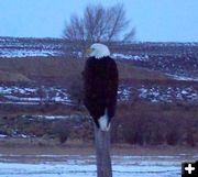 Bald Eagle. Photo by Michelle Hosler.