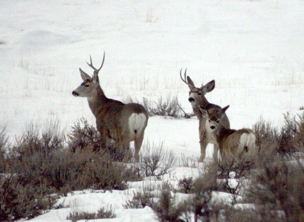 Deer dropping antlers. Photo by Pam McCulloch, PJ Snapshots.