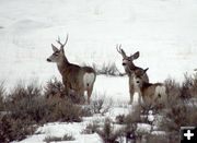 Deer dropping antlers. Photo by Pam McCulloch, PJ Snapshots.