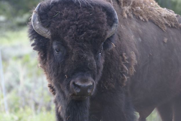 Bison Close Up. Photo by Cat Urbigkit, Pinedale Online.