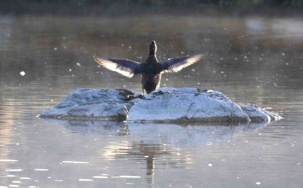 Duck. Photo by Dave Bell, Pinedale Online.