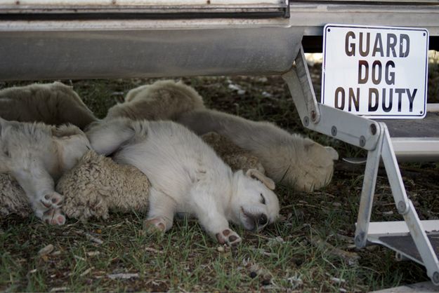 Guard Puppies. Photo by Cat Urbigkit.