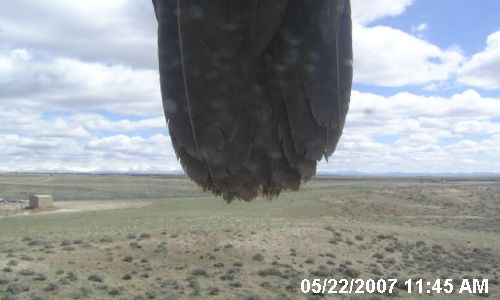 Mystery Bird. Photo by Photo by the Jonah Air Quality webcam.