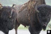 Bison Eyeballing. Photo by Cat Urbigkit, Pinedale Online.