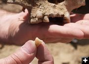 Shovel Shaped Incisor. Photo by Dave Vlcek.