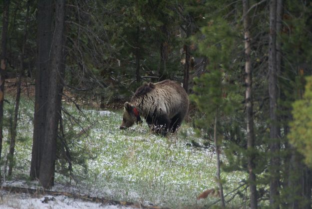 Yellowstone Grizzly. Photo by Cat Urbigkit.