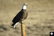 Bald Eagle perched. Photo by Cat Urbigkit, Pinedale Online.