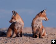 Fox Kits. Photo by Arnold Brokling.