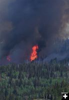 Trees torching. Photo by Allene Dana.