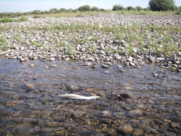 Dead Fish. Photo by Wyoming Game & Fish.